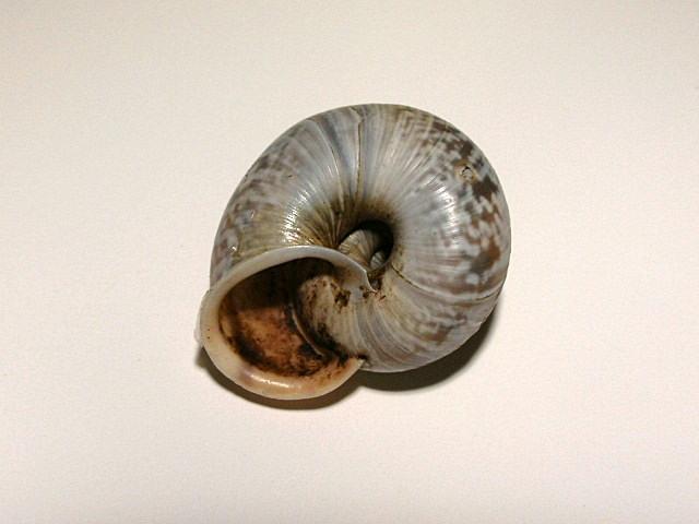 Chilostoma cingulatum colubrinum  & Planorbarius corneus